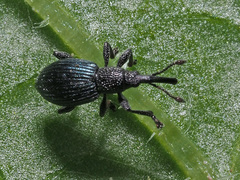 Ceratapion onopordi