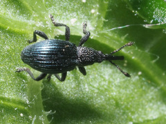 Ceratapion onopordi
