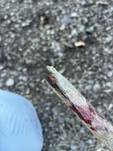 Western Conifer Seed Bug