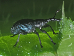 Ceratapion onopordi