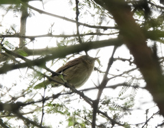 Acrocephalus dumetorum