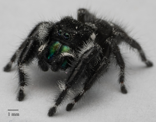 Bold Jumping Spider photographed in California