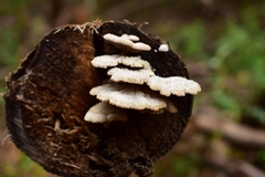 Schizophyllum commune