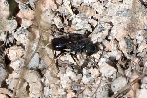 iNaturalist observation photo of Cutworm Wasps