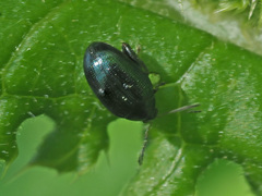 Psylliodes chalcomera