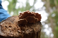 Schizophyllum commune