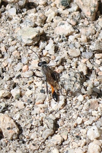iNaturalist observation photo of Thread-waisted Sand Wasps