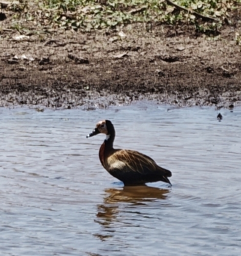 iNaturalist image