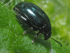 Psylliodes chalcomera