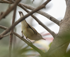 Acrocephalus dumetorum