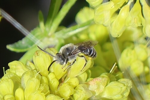 iNaturalist observation photo of Lasioglossum