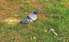 Columba livia domestica