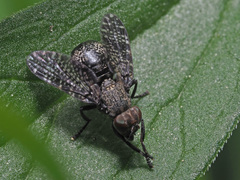 Platystoma seminationis