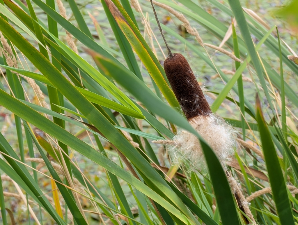 Cỏ nến to – Typha latifolia