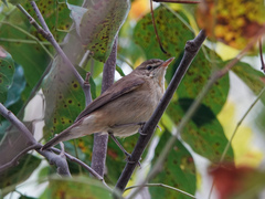 Acrocephalus dumetorum