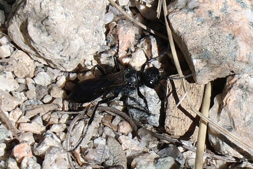 iNaturalist observation photo of Thread-waisted Wasps