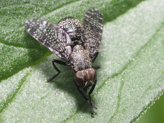 Platystoma seminationis