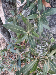 Quercus hypoleucoides, photograph (c) Sundari Masters, some rights reserved (CC BY)