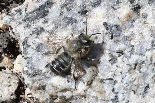 iNaturalist observation photo of Leafcutter, Mortar, and Resin Bees