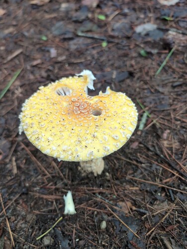 American Yellow Fly Agaric