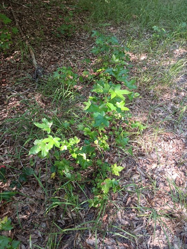 American sweetgum