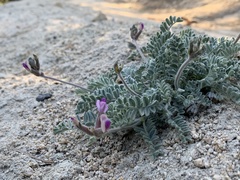 Astragalus leucolobus