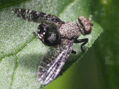 Platystoma seminationis