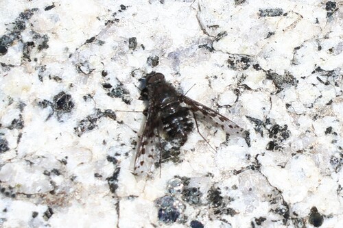 iNaturalist observation photo of Charcoal Bee Flies
