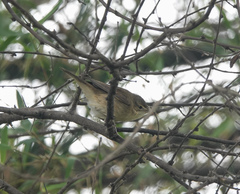 Acrocephalus dumetorum