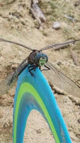 Lake Darner