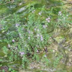 Lythrum ovalifolium