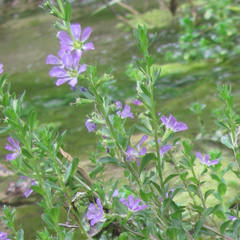 Lythrum ovalifolium