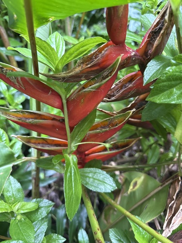 Musa observed 2026-09-04