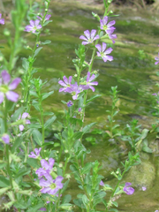 Lythrum ovalifolium