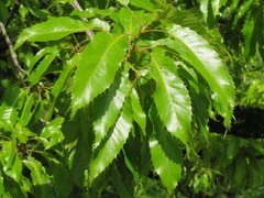 Castanea crenata