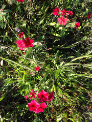 Phlox drummondii drummondii