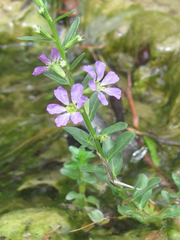 Lythrum ovalifolium