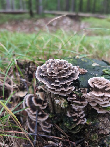 turkey-tail