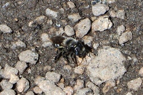 iNaturalist observation photo of Megachilinae