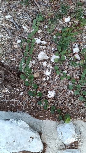 Vitis monticola