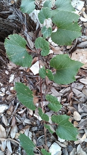 Vitis monticola, photograph 2