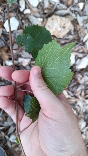 Vitis monticola, photograph 3