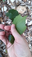 Vitis monticola, photograph (c) Michael A. Thaibinh, some rights reserved (CC BY)