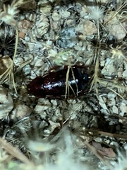 Blattodea