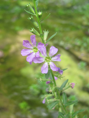 Lythrum ovalifolium