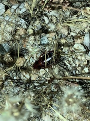 Blattodea