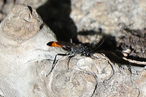 iNaturalist observation photo of Ammophilini
