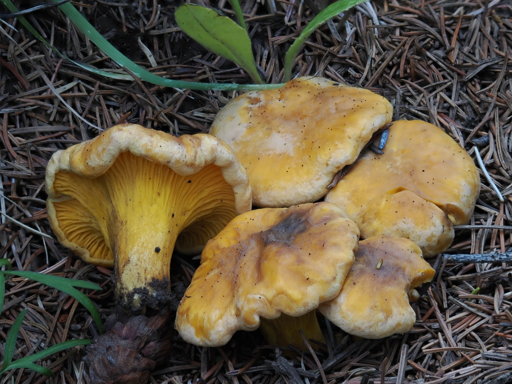 Rainbow Chanterelle · September 2026 · photo: Photo: (c) Alan Rockefeller, some rights reserved (CC BY) · iNaturalist