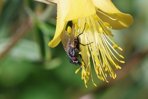 iNaturalist observation photo of Muscinae