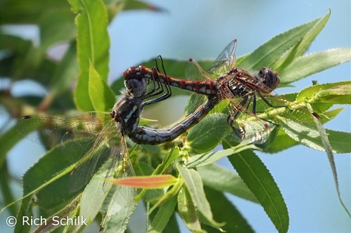 iNaturalist observation photo of Variegated Meadowhawk